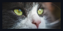 Load image into Gallery viewer, &quot;Cat Eyes Intense&quot;
