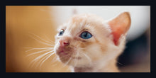 Load image into Gallery viewer, &quot;Orange Kitten&quot;
