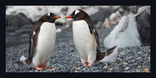 Load image into Gallery viewer, &quot;Penguins&quot;
