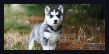 Load image into Gallery viewer, &quot;Husky Puppy&quot;
