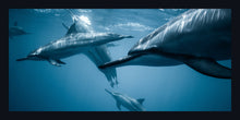 Load image into Gallery viewer, &quot;Dolphin World&quot;
