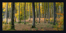 Load image into Gallery viewer, &quot;So Many Trees&quot;
